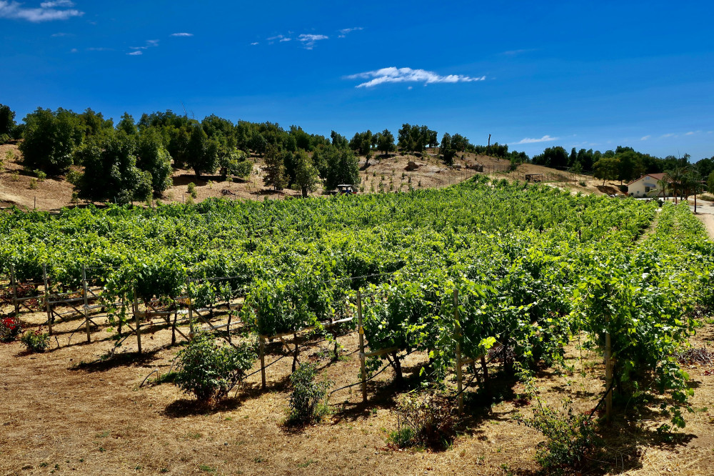 De hemmelige skatte i Ribera del Duero, du skal kende!
