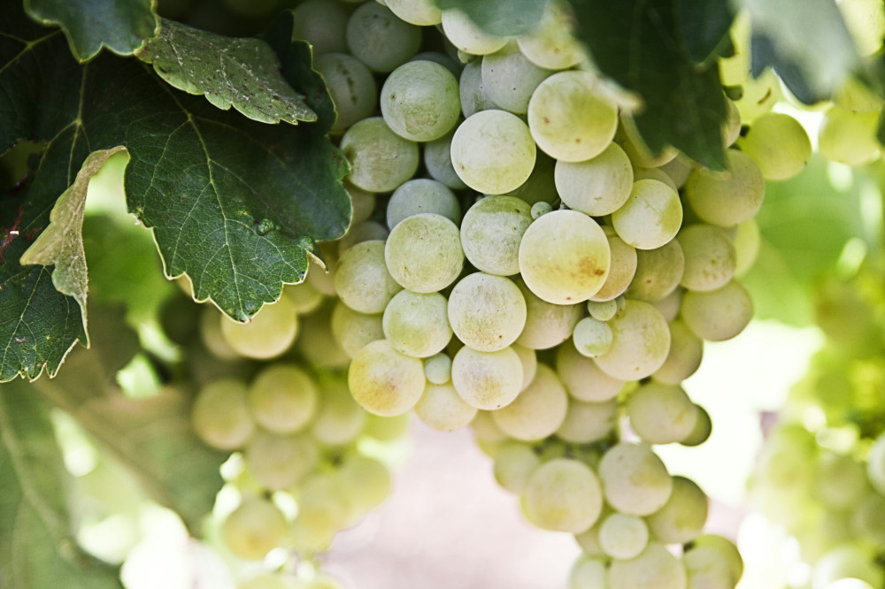 Glem alt om vin, du kender – Chablis er den nye stjerne!